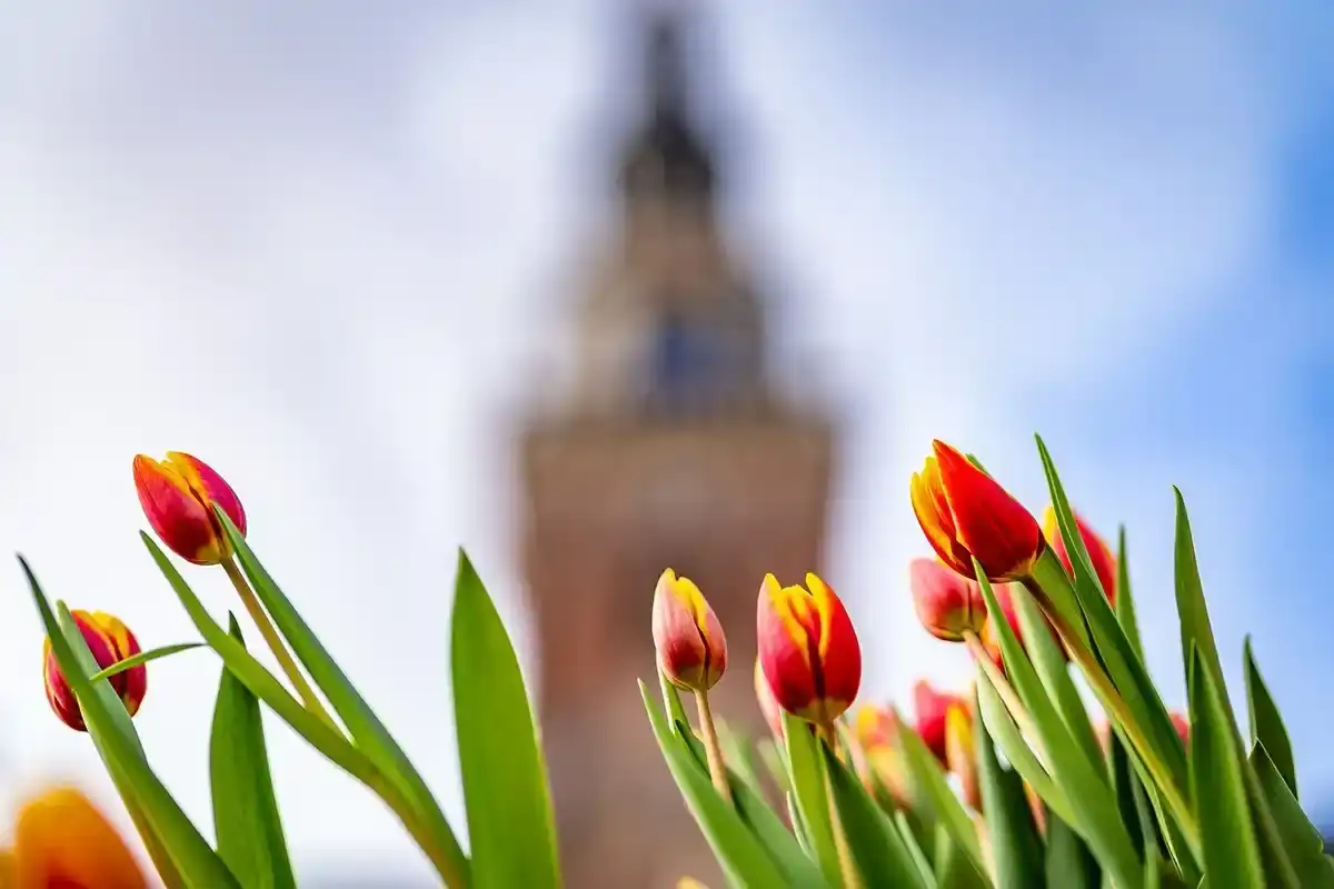 Tulpen met de Waagtoren wazig op de achtergrond
